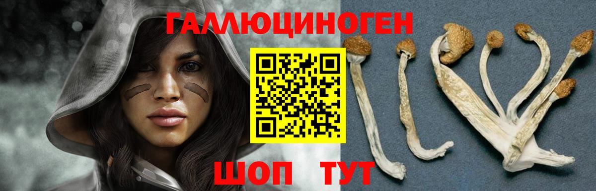 Псилоцибиновые грибы Psilocybe Сертолово
